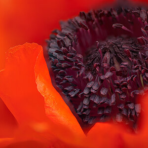 Mohn-Makro
