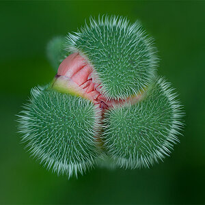 Mohn-Knospe