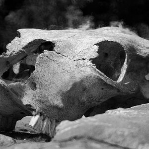 Skull sw  DSC1622