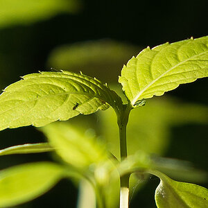 D8E 0357 crop100