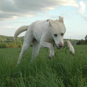 Polli der Flughund =)