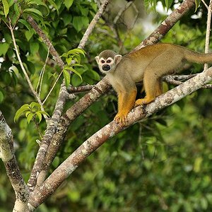 Totenkopfäffchen (Squirrel Monkey)
5812