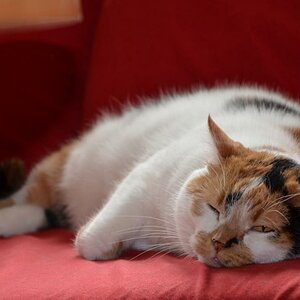 Lea Katze