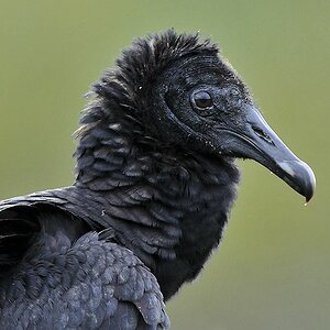 Rabengeier (American Black Vulture)
Surama
2070