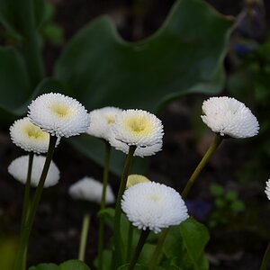 Blumen