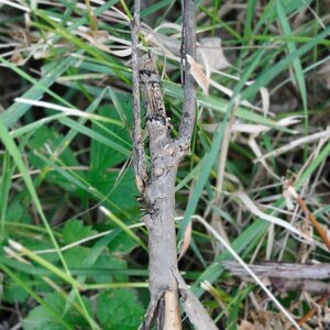 2012 06 02 2374  D300sA Bowtruckle