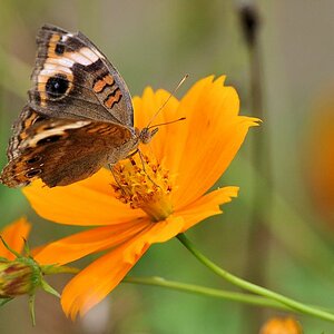 Schmetterling
Surama
1840
