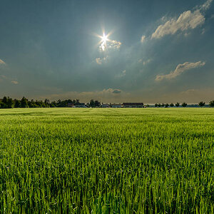 Wiese im Sonnenschein