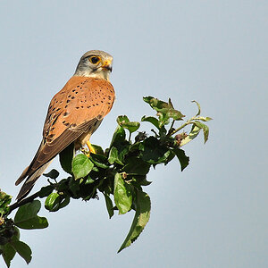 DSC 3106 Falke 1000 rh 2