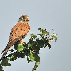 DSC 3106 Falke 1 1000