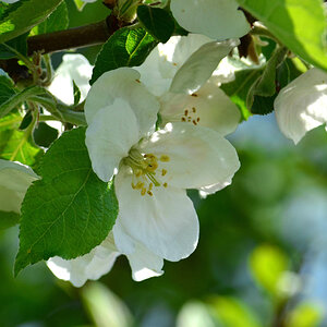 DSC 0245Grün und weiss v

Apfelblüte