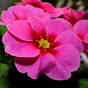 DSC 0539Primelchen Rosa v

Ein Test für Nahaufnahmen