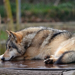 DSC 0804Aufmerksam v

Ein Wolf im Tierpark, ein Königreich für einen längere Brennweite.