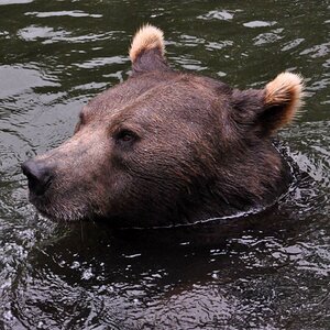 DSC 0314Badebär 2 v