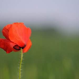 02Mohn