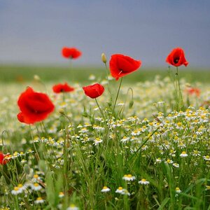 Mohn im Kamillenfeld bei windigen Wetter