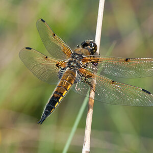 Vierflecklibelle 2012 05 19 001