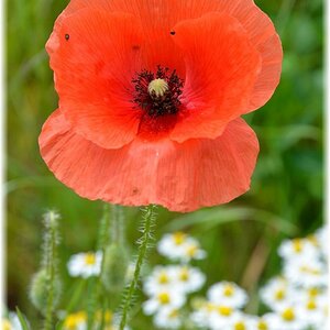 Mohnblüte2