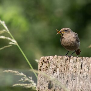 20120608 0778 [E M5] 300 mm,1 250 Sek. bei ƒ   8,0