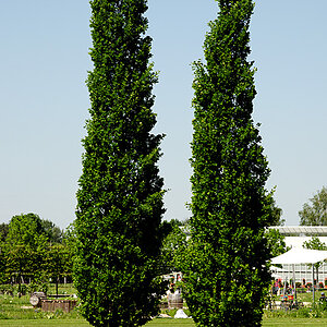 Schloßpark Natur 2012 05 20 11
