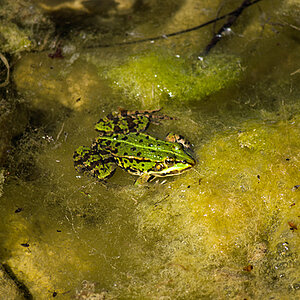 Schloßpark Natur 2012 05 20 42