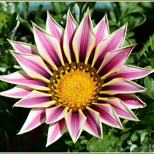 Mittagsblume