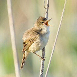 20120602 8715 [NIKON 1 V1] 600 mm,1 200 Sek. bei f   8,0