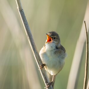 20120602 8769 [NIKON 1 V1] 600 mm,1 250 Sek. bei f   5,0