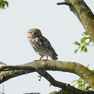 20120528 3152 [NIKON D4] 850 mm,1 1000 Sek. bei ƒ   7,1