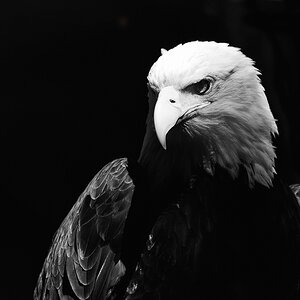 Weißkopfseeadler