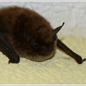Zwergfledermaus (Pipistrellus pipisterellus)