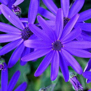 Blüte