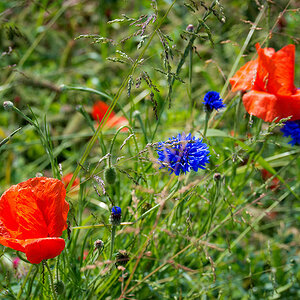 2120603 3749 Mohn StrohBlumen