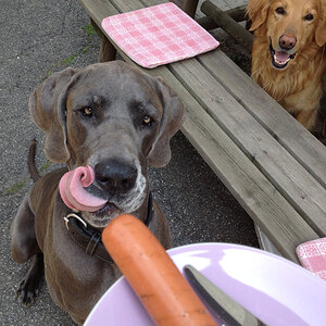 hundegrillen