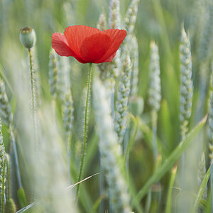Mohn4