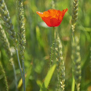 Mohn5