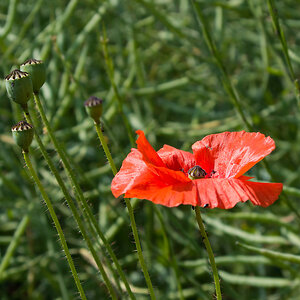 2120603 3721 Mohnblume 950h