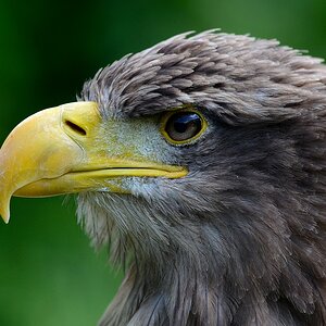 Vögel DSC 1141