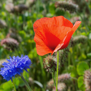 2120603 3729 Mohn StrohBlume 950h