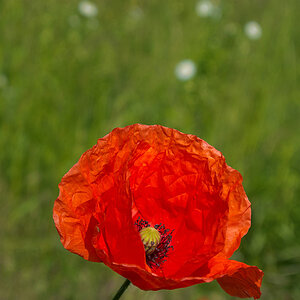 2120603 3736 Mohnblume 900v