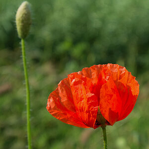 2120603 3737 Mohnblume 900v