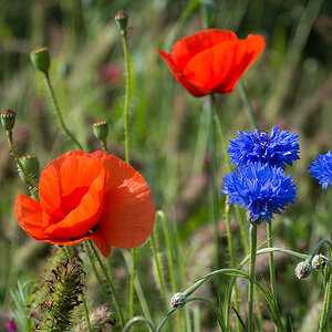 2120603 3746 Mohn StrohBlumen 950h