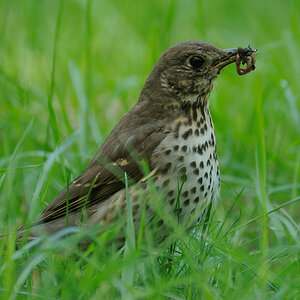 DSC 9144 Drossel nff
