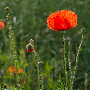 2120603 3751 Mohn StrohBlumen 950