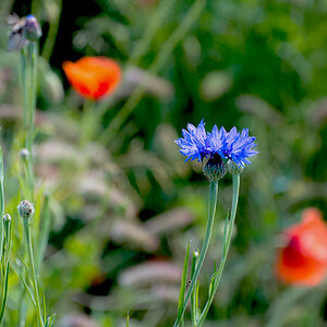 2120603 3754 Mohn StrohBlumen 950