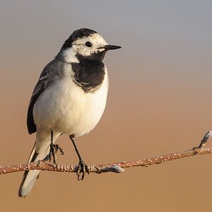20120323 4307 [NIKON 1 V1] 500 mm,1 200 Sek. bei ƒ   8,0