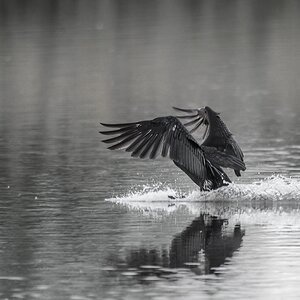 20120527 2447 [NIKON D4] 1000 mm,1 640 Sek. bei ƒ   6,7