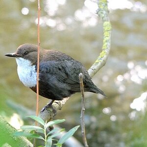 e 11 wasseramsel