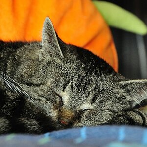 2012 05 11 809  D300sA Nils