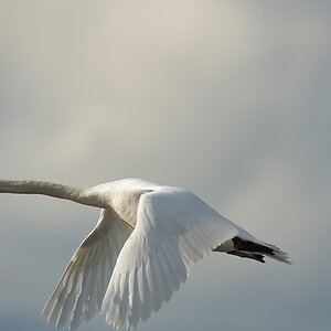 20120512 1614 [NIKON D4] 850 mm,1 2500 Sek. bei ƒ   8,0